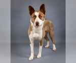 Small #12 American Pit Bull Terrier-Border Collie Mix