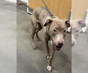 Mutt Dogs for adoption in Forestville, MD, USA