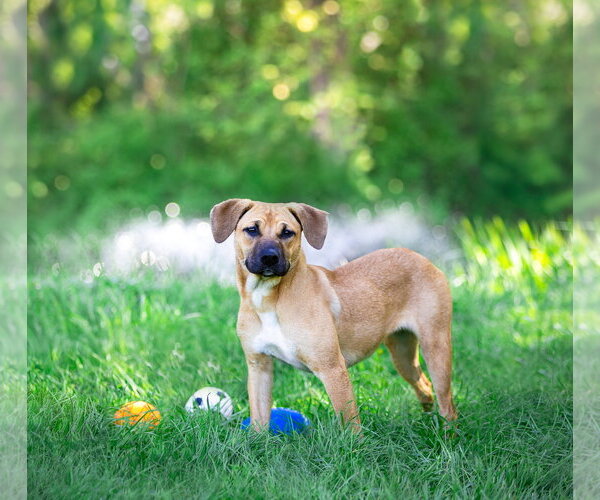 Medium Photo #2 Mutt Puppy For Sale in Unionville, PA, USA
