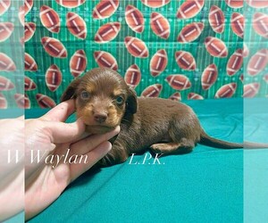 Dachshund Puppy for sale in WINNSBORO, LA, USA