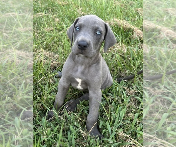 Medium Photo #5 Great Dane Puppy For Sale in CLANTON, AL, USA