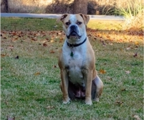 Medium Photo #1 American Bulldog Puppy For Sale in CONWAY, SC, USA