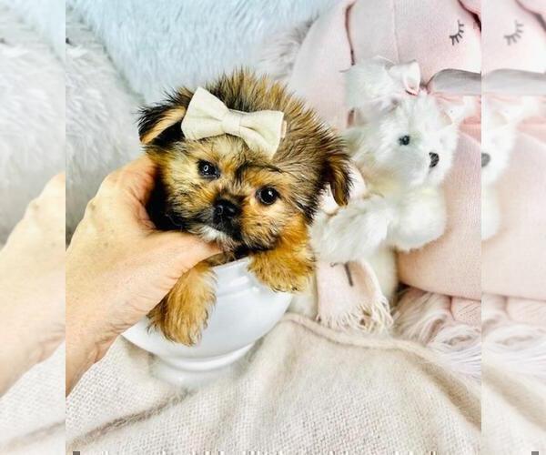 Medium Photo #8 Shih Tzu Puppy For Sale in TAMPA, FL, USA