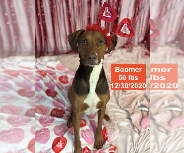 Medium Photo #3 Doberman Pinscher-Rhodesian Ridgeback Mix Puppy For Sale in West Hollywood, CA, USA