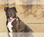 Small #6 Bullboxer Pit