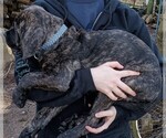 Puppy Blue Cane Corso