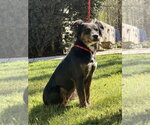 Small #2 Australian Shepherd Mix