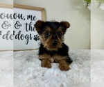 Small #1 Yorkshire Terrier