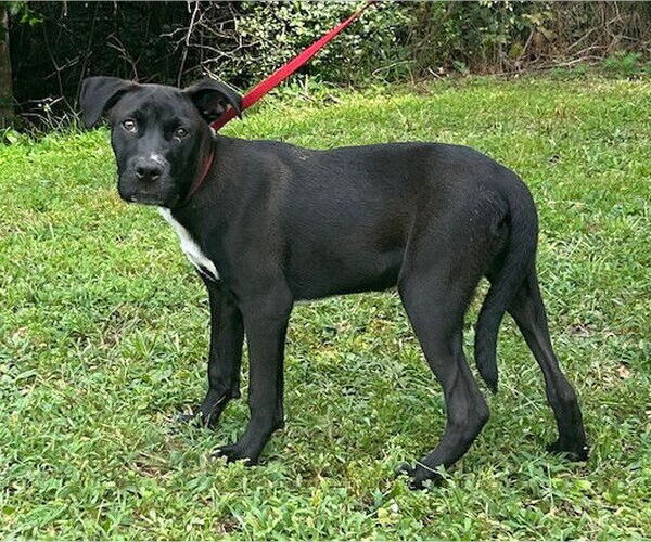Medium Photo #1 Borador Puppy For Sale in Wetumpka, AL, USA