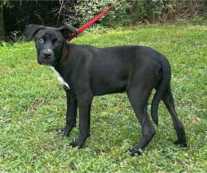 Borador Dogs for adoption in Wetumpka, AL, USA