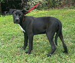 Small Borador