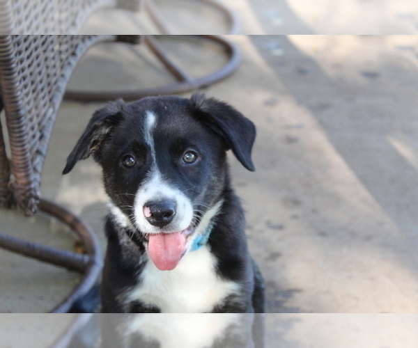 Medium Photo #1 Border Collie Puppy For Sale in OSCEOLA, MO, USA