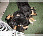 Small Photo #3 English Shepherd Puppy For Sale in LITTLE WASHINGTON, OH, USA