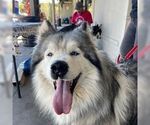Small #19 Samoyed-Siberian Husky Mix
