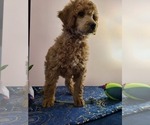 Small Photo #4 Poodle (Standard) Puppy For Sale in JOPLIN, MO, USA