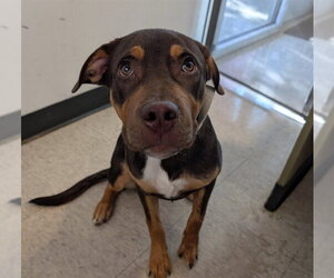 Rottweiler-Unknown Mix Dogs for adoption in Plano, TX, USA