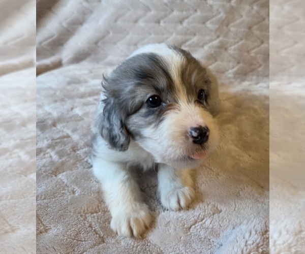 Medium Photo #14 Aussiedoodle Puppy For Sale in WILLS POINT, TX, USA