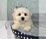 Small #2 Maltipoo