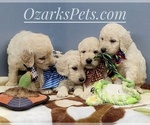 Small Photo #3 Goldendoodle Puppy For Sale in CEDAR GAP, MO, USA