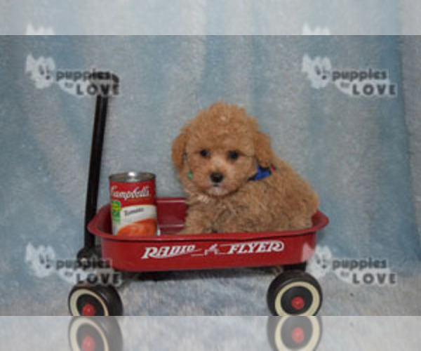 Medium Photo #6 Poodle (Toy) Puppy For Sale in SANGER, TX, USA