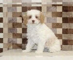 Small #3 Bernedoodle (Miniature)