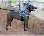 Small #3 Labrador Retriever Mix