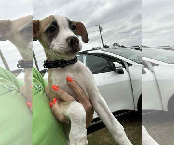 Medium Photo #7 Mutt Puppy For Sale in Holly Springs, NC, USA