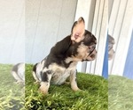 Small Photo #16 French Bulldog Puppy For Sale in ALBUQUERQUE, NM, USA