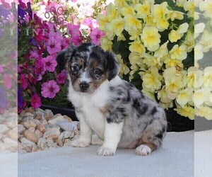 Miniature Australian Shepherd Puppy for sale in OXFORD, PA, USA