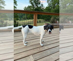 Addie - Female Pointer-Unknown Mix Dog for Adoption - Photo #2