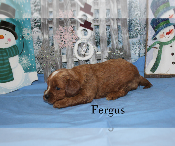 Medium Photo #13 Cavapoo Puppy For Sale in CHANUTE, KS, USA