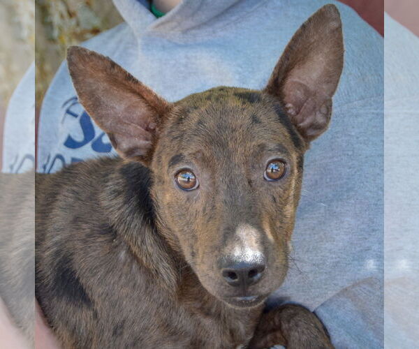 Medium Photo #2 Australian Kelpie-Rat Terrier Mix Puppy For Sale in Huntley, IL, USA