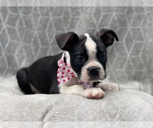 Boston Terrier Puppy for sale in LAKELAND, FL, USA