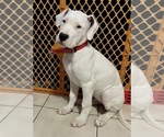 Small Photo #6 Dogo Argentino Puppy For Sale in DORAL, FL, USA