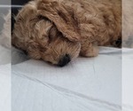 Small Photo #6 Goldendoodle Puppy For Sale in WEST, TX, USA