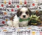 Small Photo #5 Lhasa Apso Puppy For Sale in LAKELAND, FL, USA