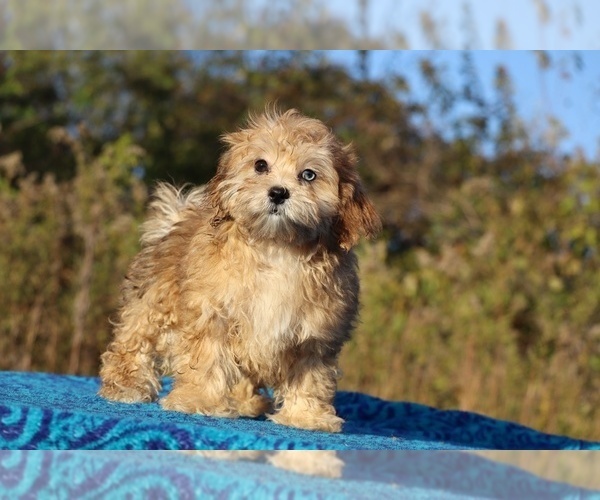 Medium Photo #22 ShihPoo Puppy For Sale in DYERSBURG, TN, USA
