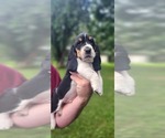 Puppy Steve Basset Hound