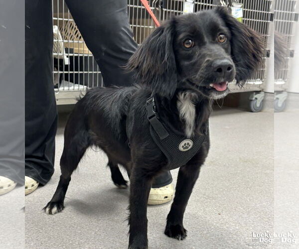 Medium Photo #2 Colonial Cocker Spaniel-Unknown Mix Puppy For Sale in Washington, DC, USA