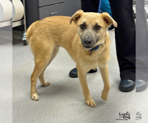 Retriever -Unknown Mix Dogs for adoption in Washington, DC, USA