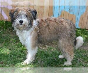 Old English Sheepdog Dogs for adoption in West Valley, UT, USA