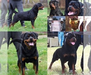 Father of the Rottweiler puppies born on 09/30/2021