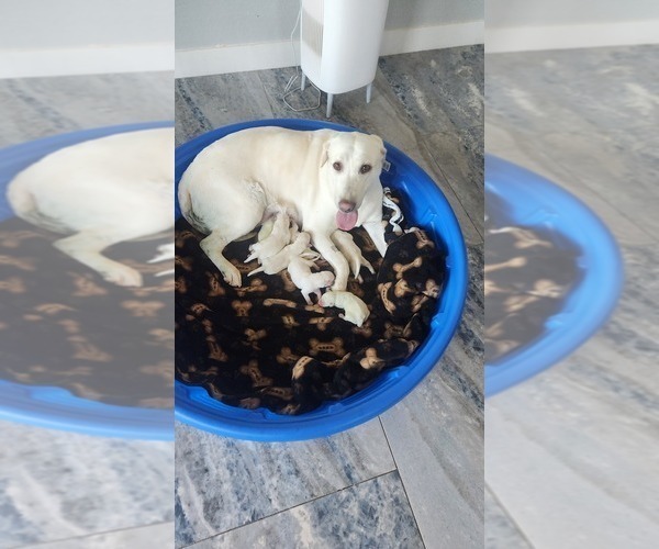 Medium Photo #4 Labrador Retriever Puppy For Sale in GOLD CANYON, AZ, USA