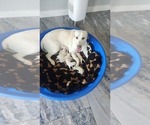 Small #3 Labrador Retriever