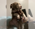 Small Photo #41 American Bully Puppy For Sale in BUFFALO, NY, USA