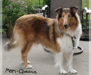 Mother of the Collie puppies born on 04/24/2023
