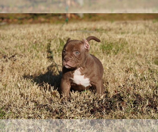 Medium Photo #4 American Bully Puppy For Sale in FERN CREEK, KY, USA