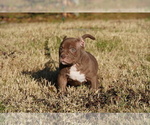 Small Photo #4 American Bully Puppy For Sale in FERN CREEK, KY, USA
