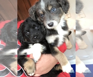 Aussiedoodle Miniature Puppy for sale in SAN DIEGO, CA, USA
