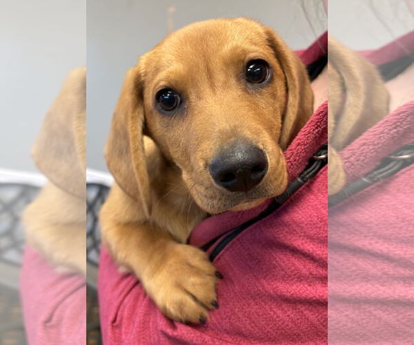 Medium Photo #1 Dachshund Puppy For Sale in Mount Airy, NC, USA